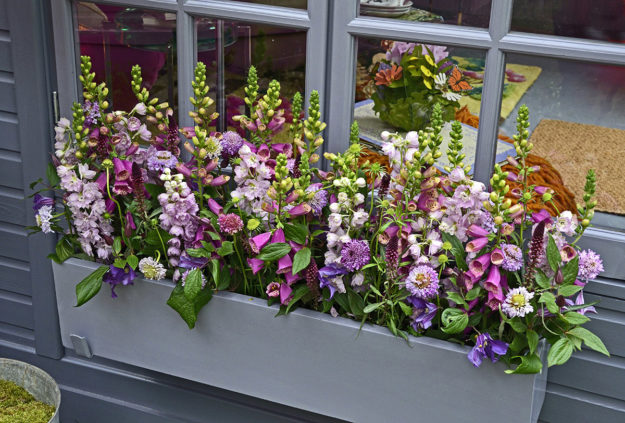 Best Window Box Plants (1) an example of a box window plant