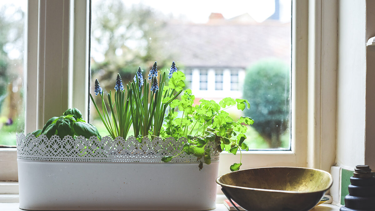 herbs grow in a kitchen garden window