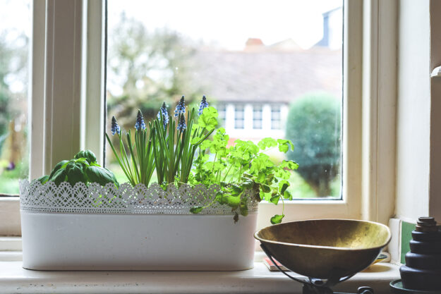 What-Are-Kitchen-Garden-Windows herbs grow in a kitchen garden window