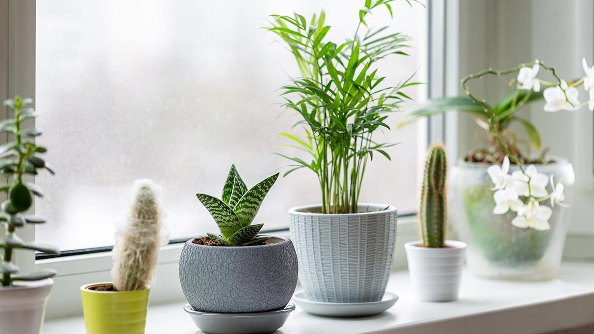 a row of plants in a window for a kitchen plant window
