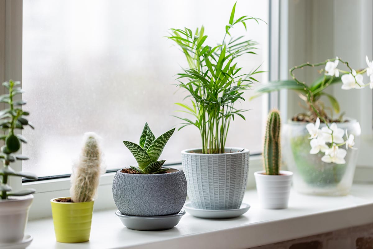 4 Ways to Decorate Your Kitchen Plant Window a row of plants in a window for a kitchen plant window
