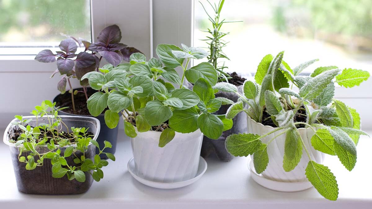 little plants line up in a kitchen garden window