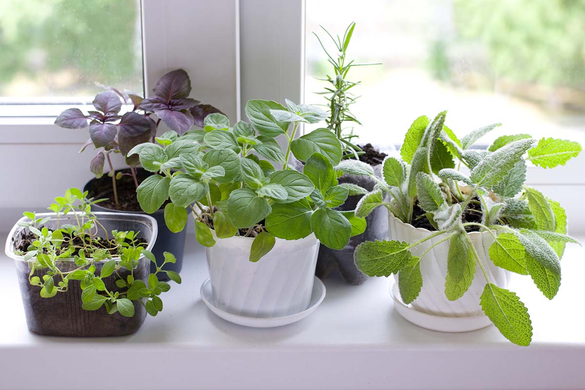 Maximizing Natural Light With a Kitchen Garden Window little plants line up in a kitchen garden window