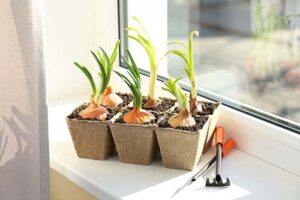 starter plants sit on the sill of a garden window