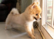 a small dog stares out of a window on a door