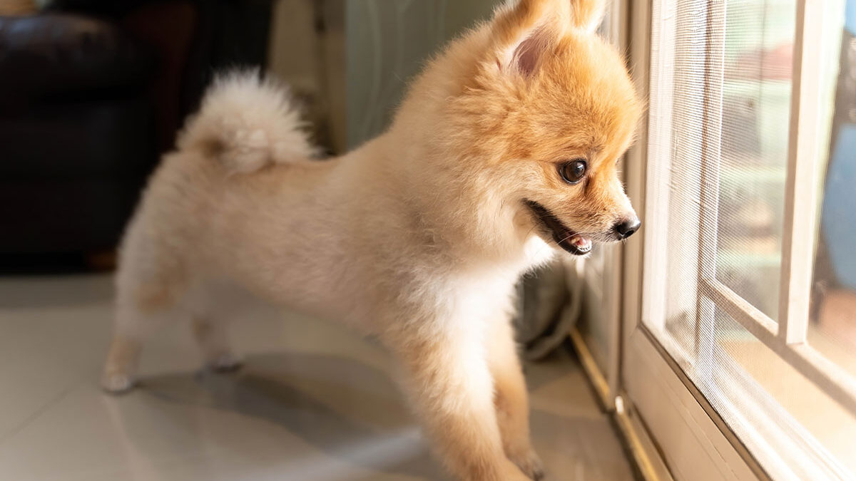 a small dog stares out of a window on a door