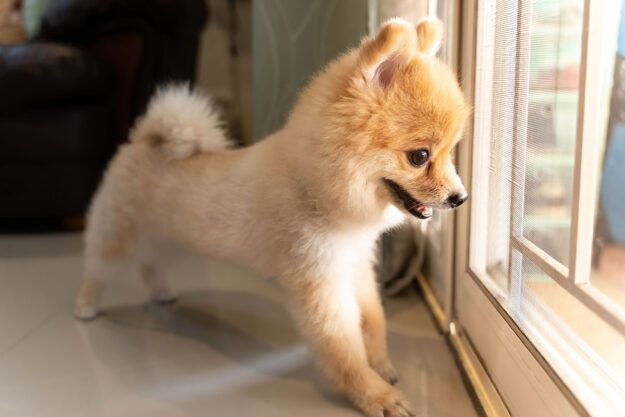 Can You Put a Dog Door in an Aluminum Door- Everything You Should Know a small dog stares out of a window on a door
